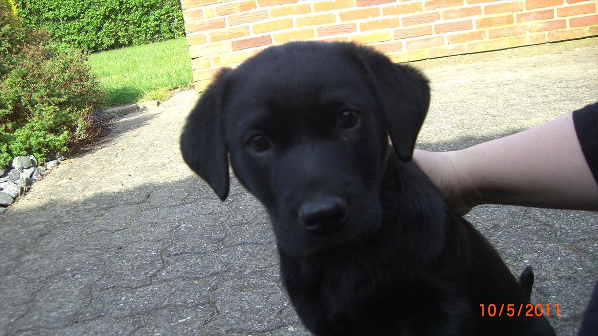 Labrador retriever Elvis - Min første dag hjemme hos mor og far. billede 6