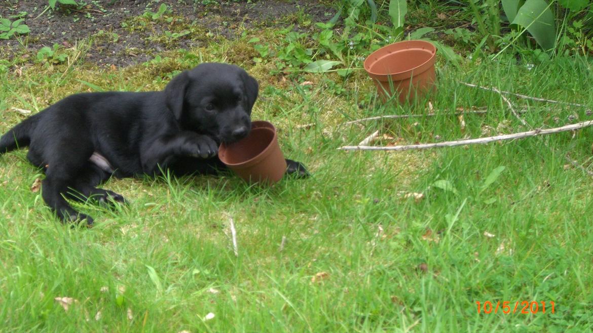 Labrador retriever Elvis - Mmh.. De her potter er bare så sjove og spændende...  billede 7