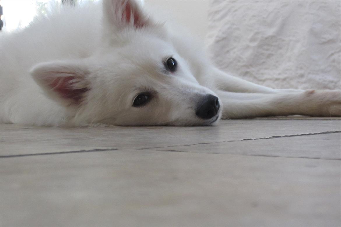 Japansk spids Sylvie Putput Rasmussen billede 6