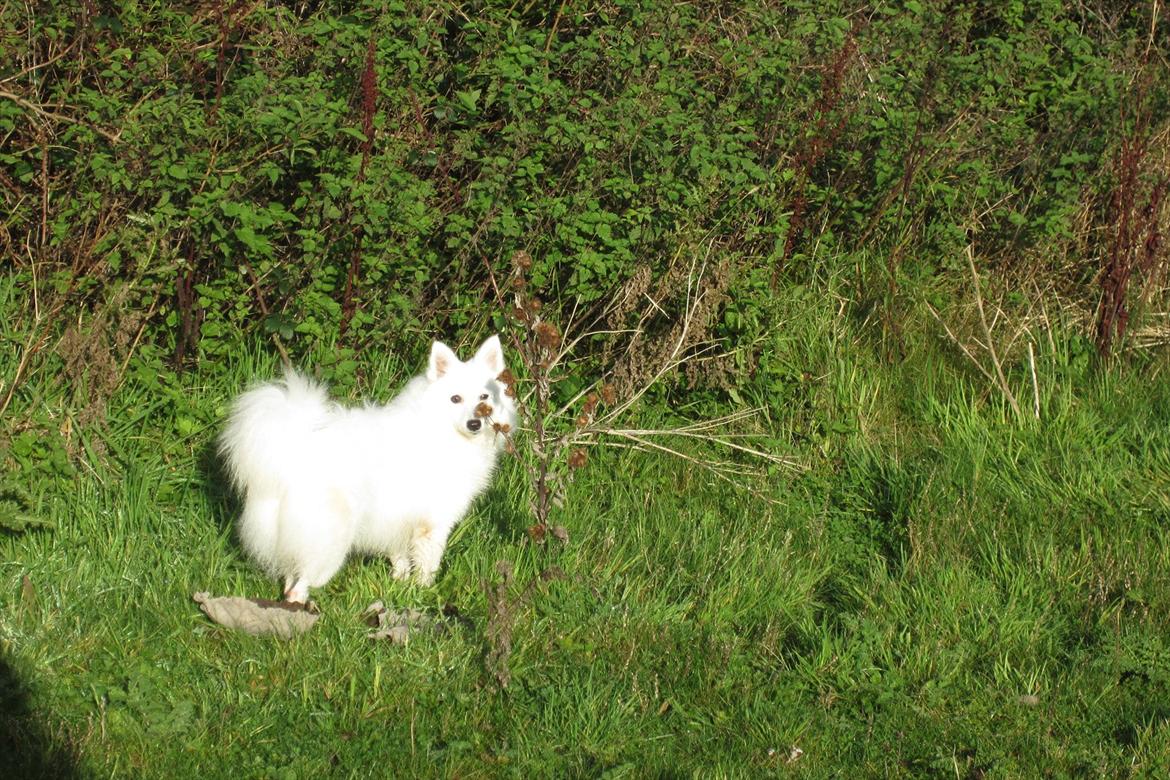 Japansk spids Sylvie Putput Rasmussen billede 8