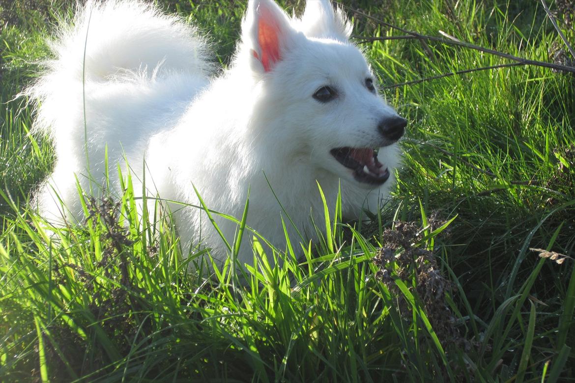 Japansk spids Sylvie Putput Rasmussen billede 1