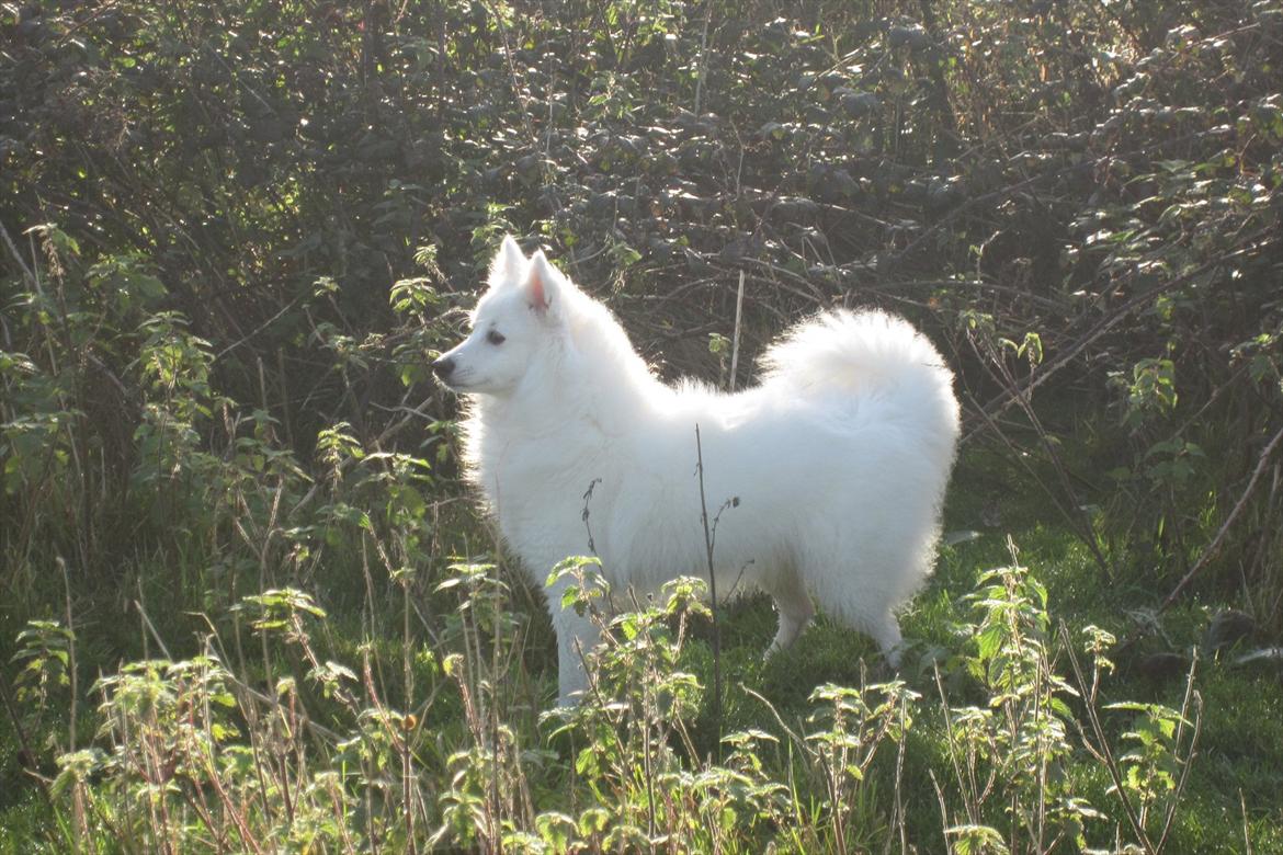 Japansk spids Sylvie Putput Rasmussen billede 2