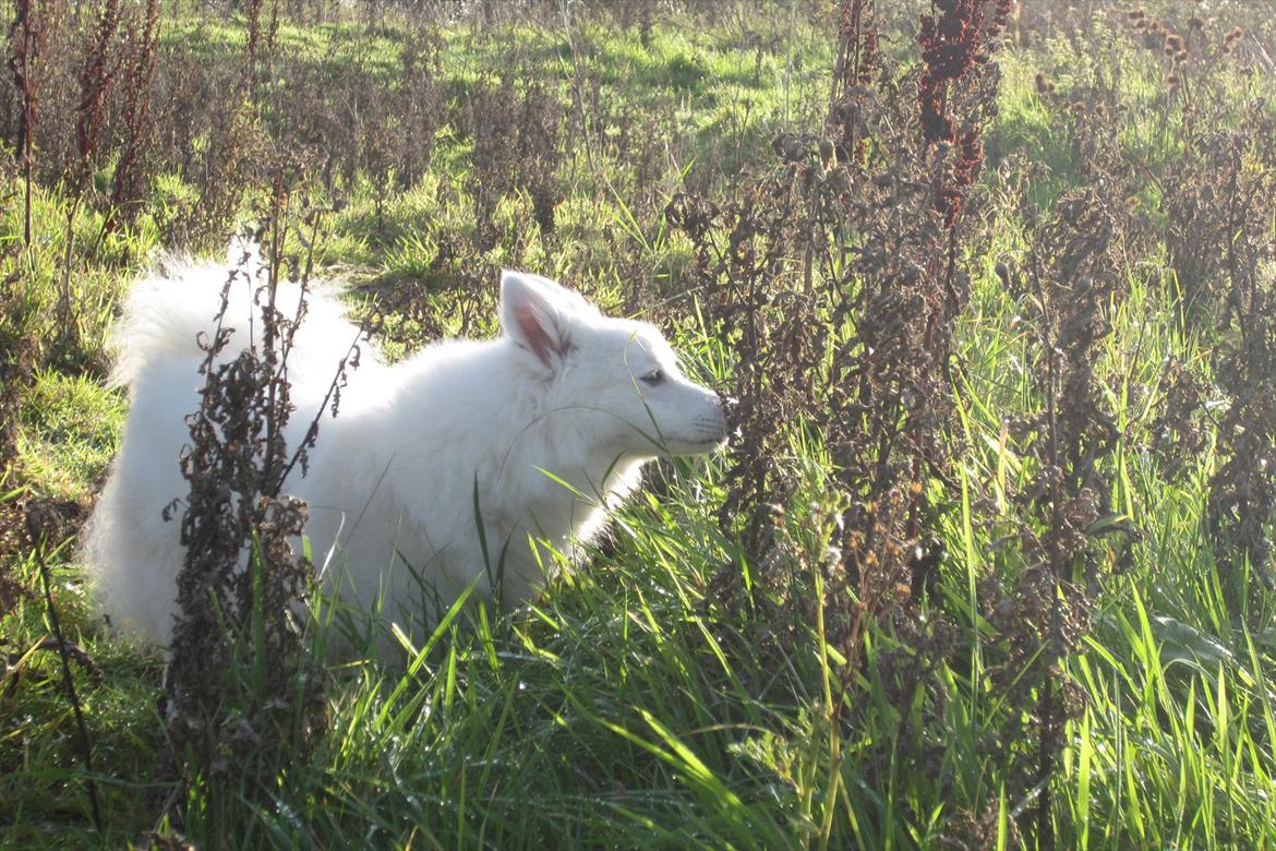 Japansk spids Sylvie Putput Rasmussen - ...dufte dufte billede 5