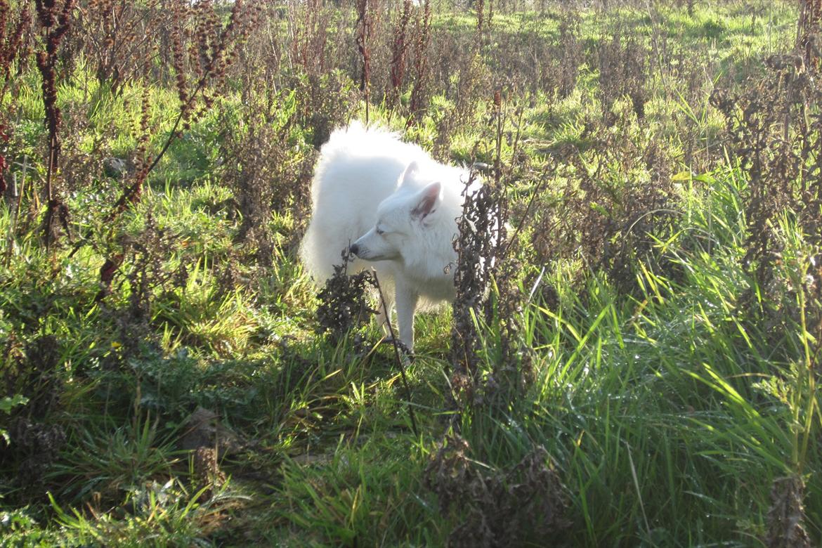 Japansk spids Sylvie Putput Rasmussen - Mmm dufte dufte.. billede 4