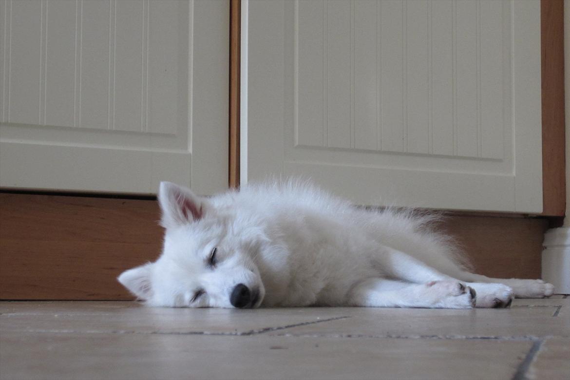 Japansk spids Sylvie Putput Rasmussen billede 3