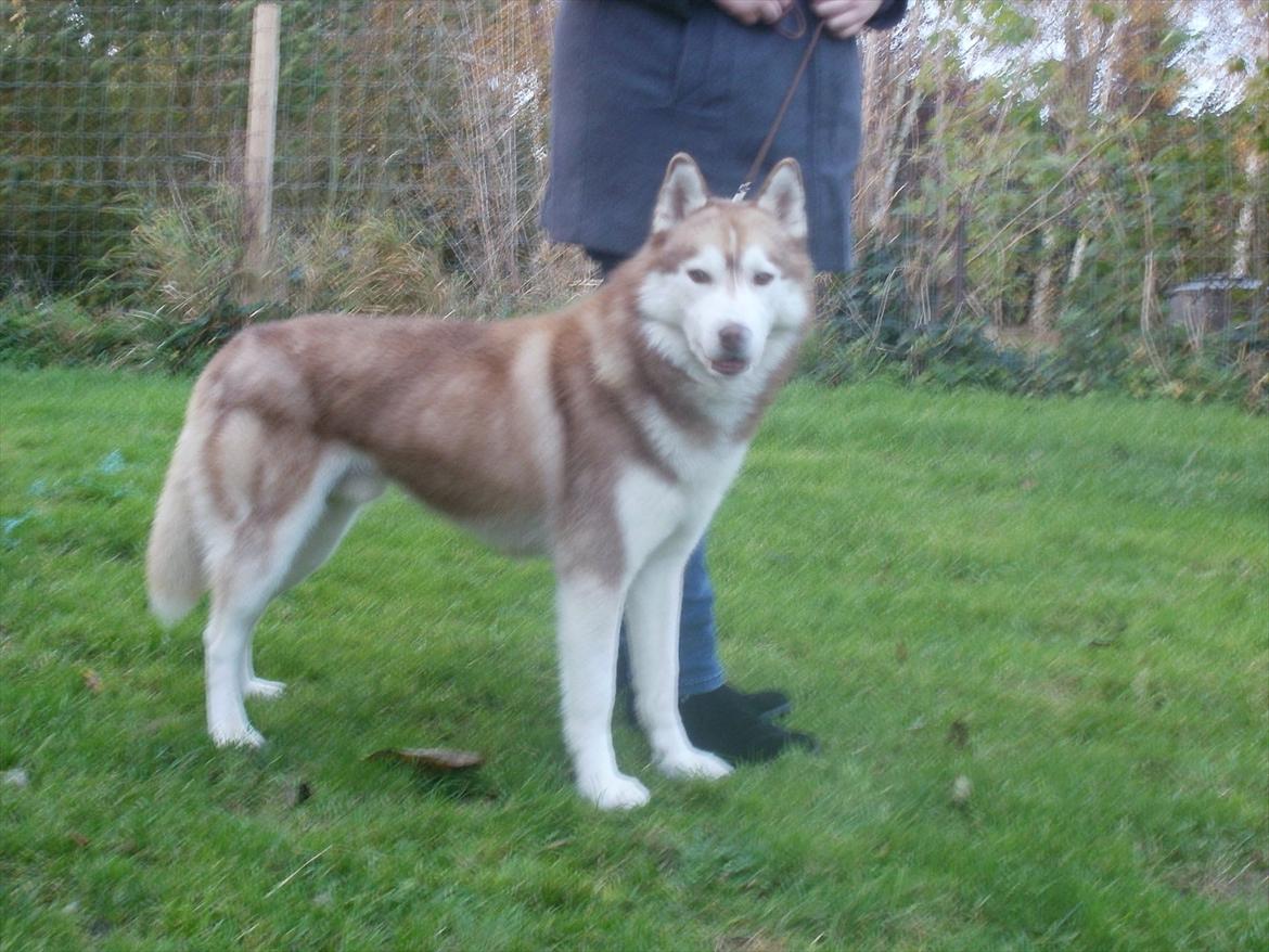 Siberian husky Kari (midlertidig hund) billede 1