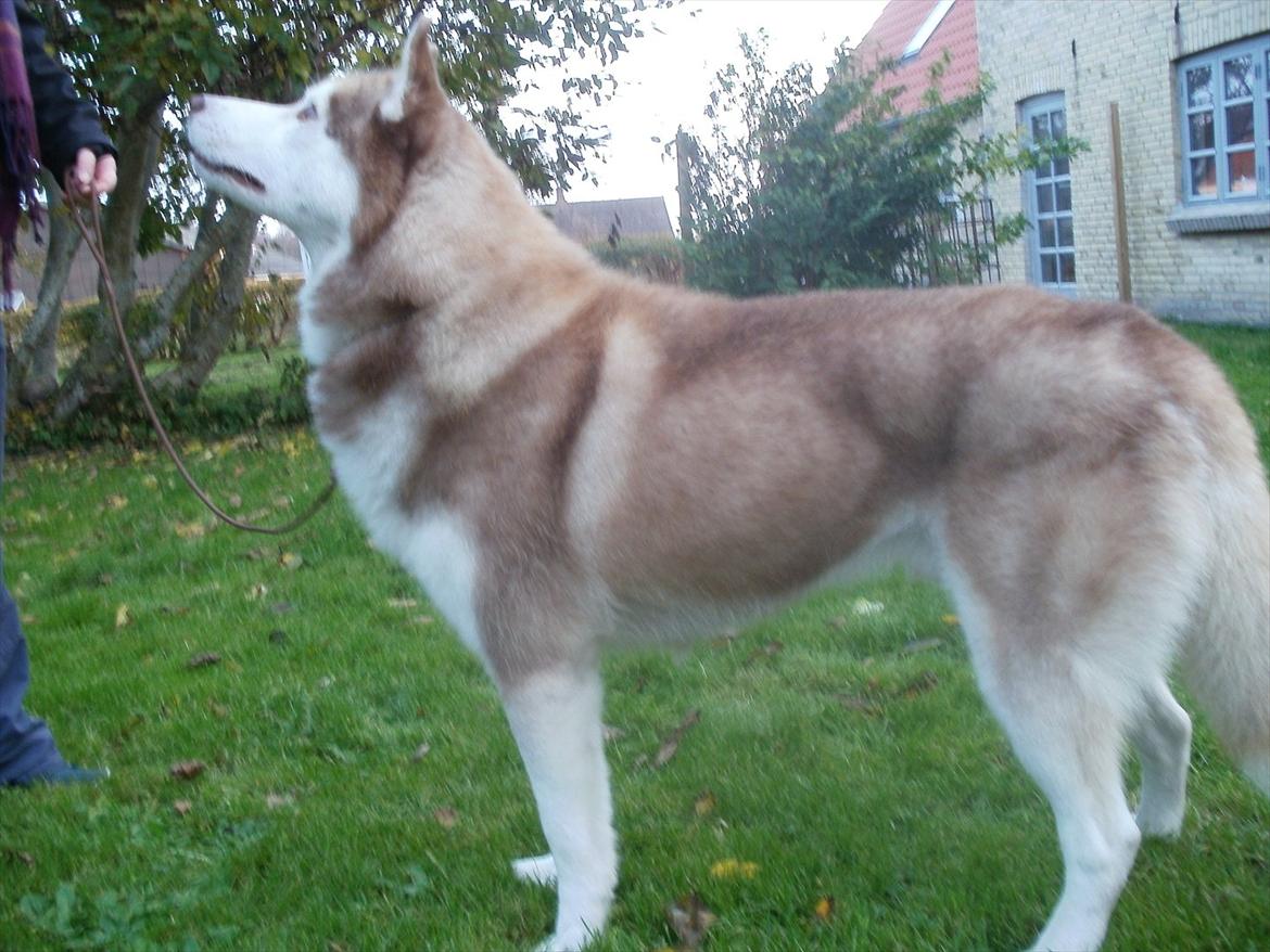 Siberian husky Kari (midlertidig hund) billede 2