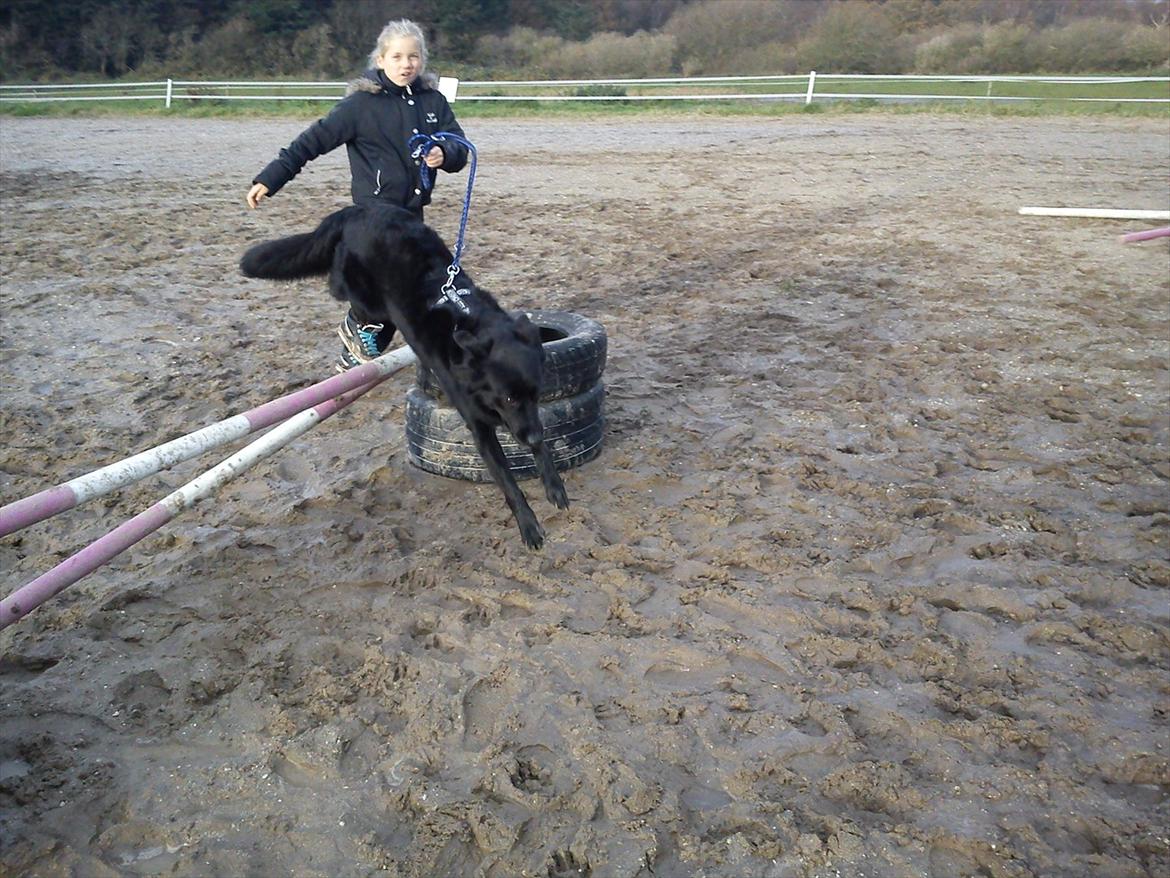 Blanding af racer Shiba - Julie og Shiba <'3 NYT billede 19