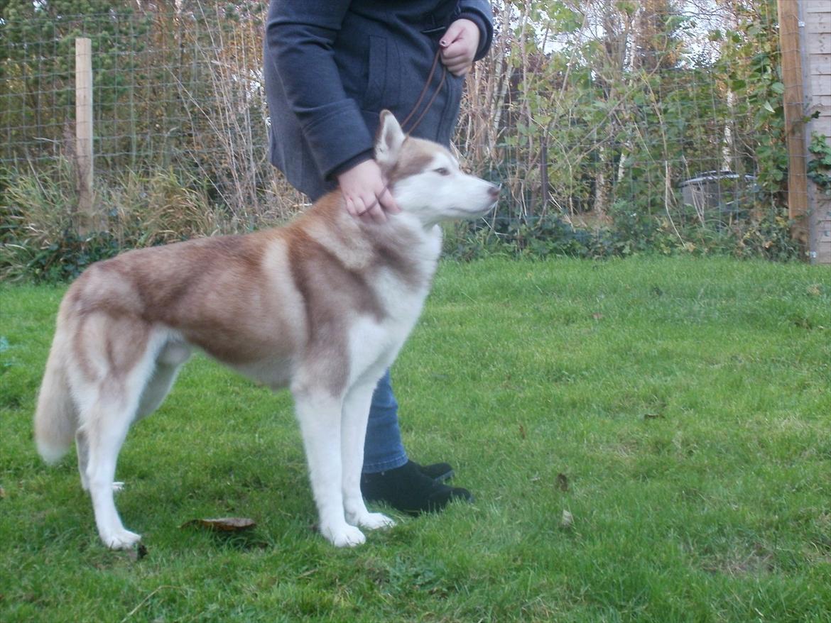 Siberian husky Kari (midlertidig hund) billede 3