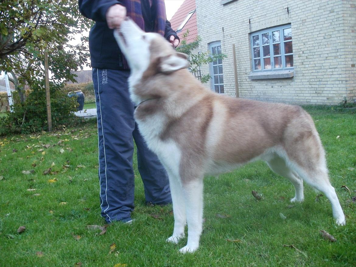 Siberian husky Kari (midlertidig hund) billede 5