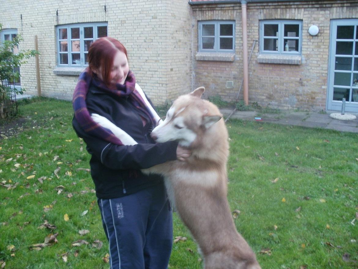 Siberian husky Kari (midlertidig hund) billede 4