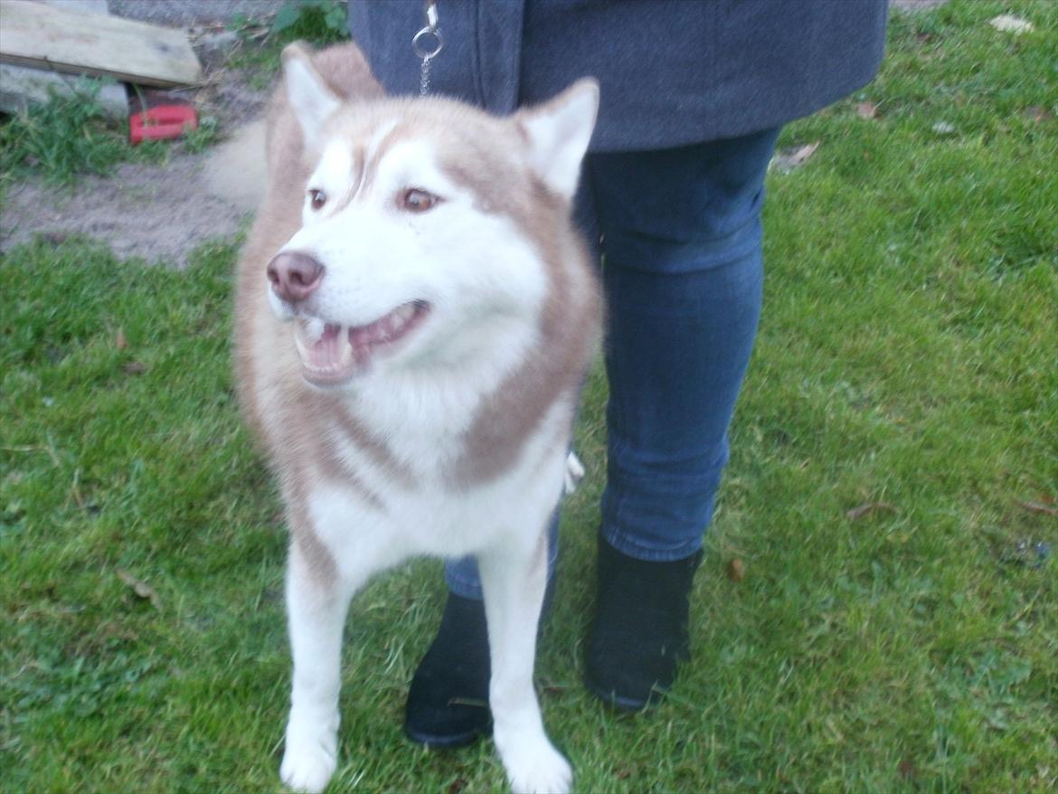 Siberian husky Kari (midlertidig hund) billede 6