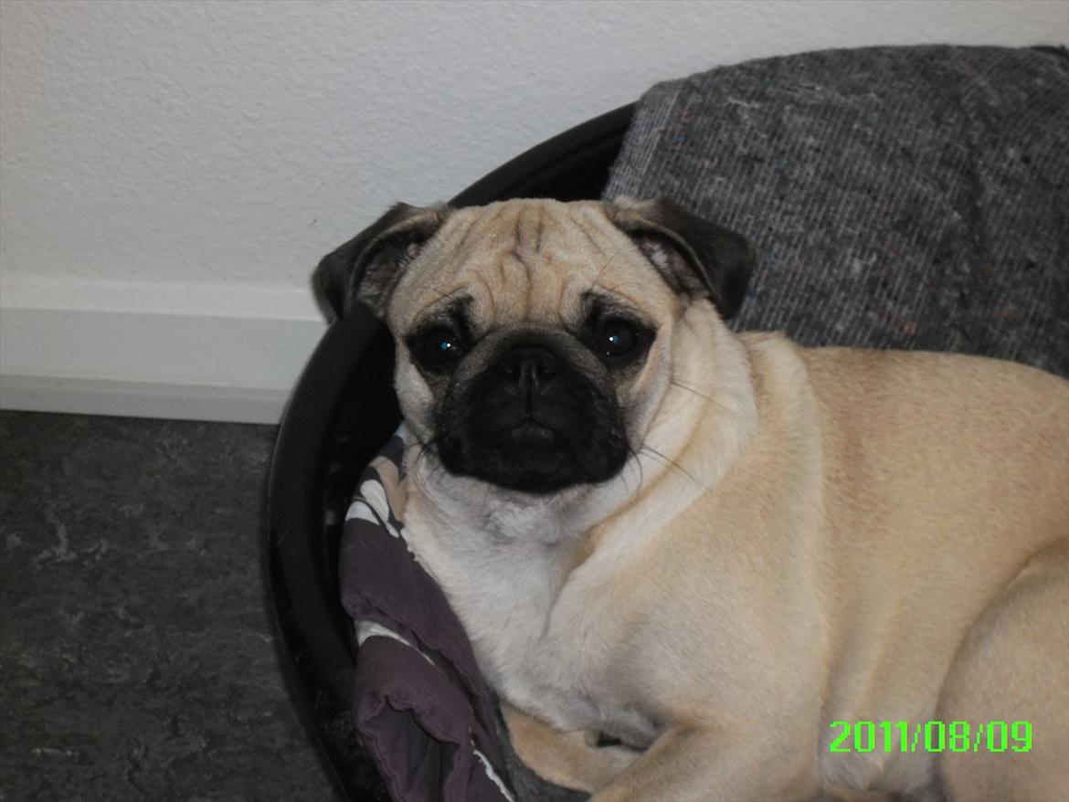 Mops Muffin billede 6