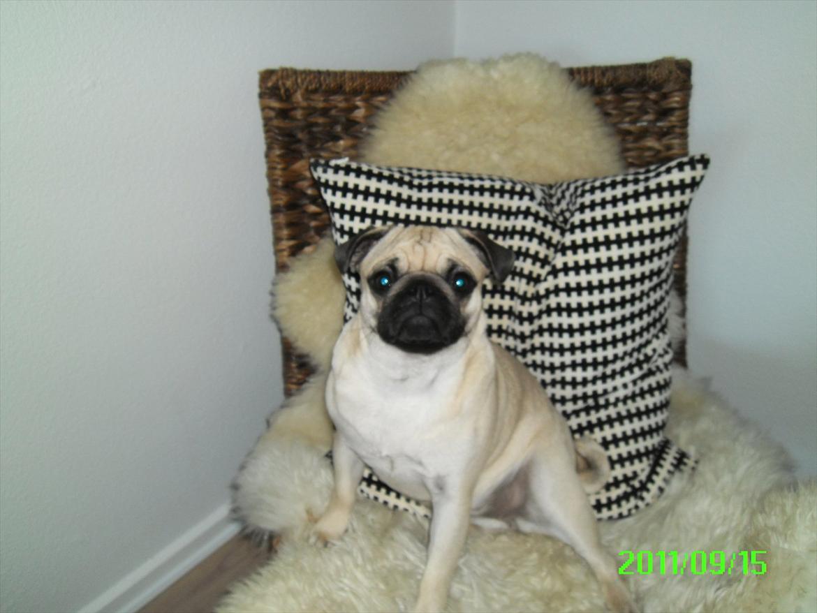 Mops Muffin billede 7