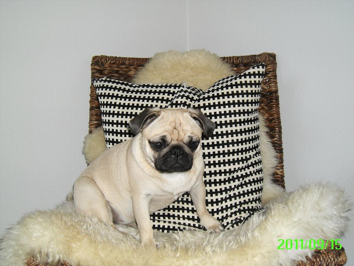 Mops Muffin billede 8