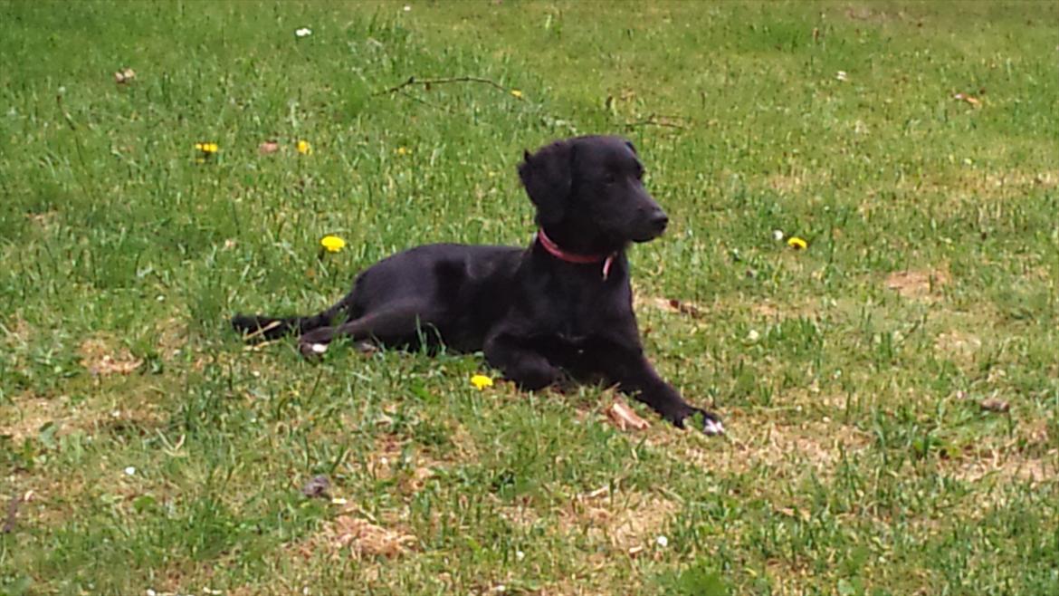 Blanding af racer Cassíe billede 16