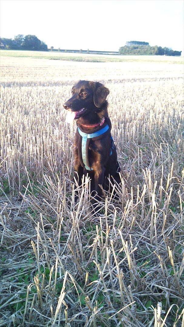 Blanding af racer Cassíe billede 17