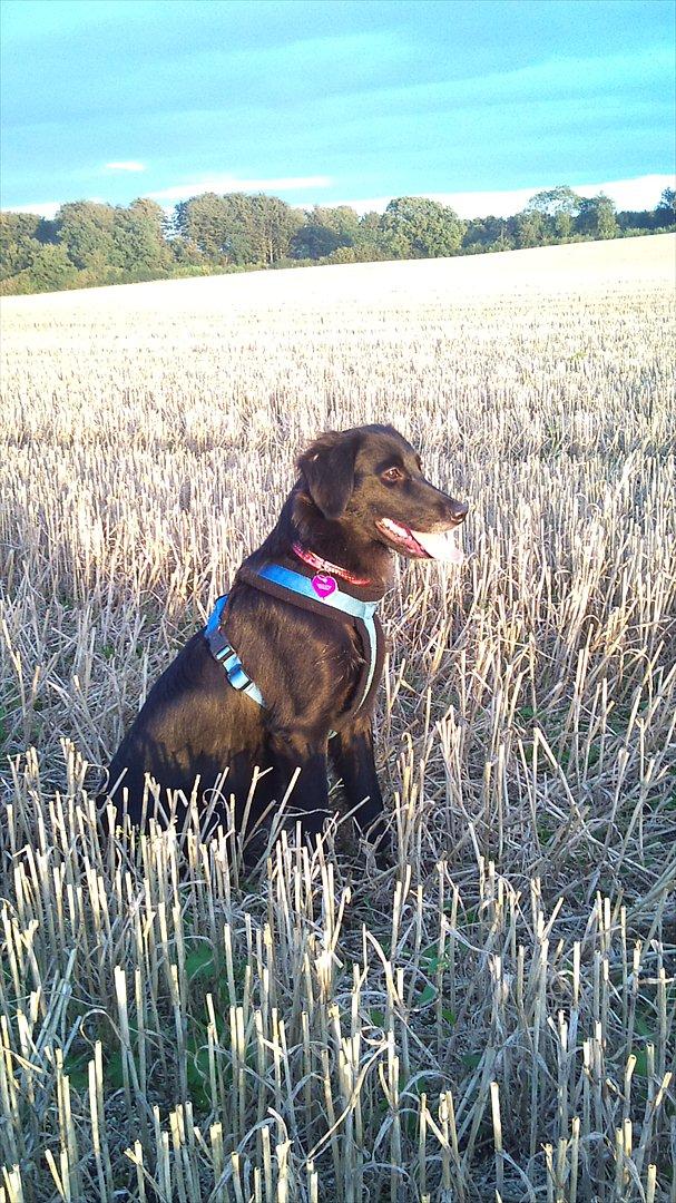 Blanding af racer Cassíe billede 18