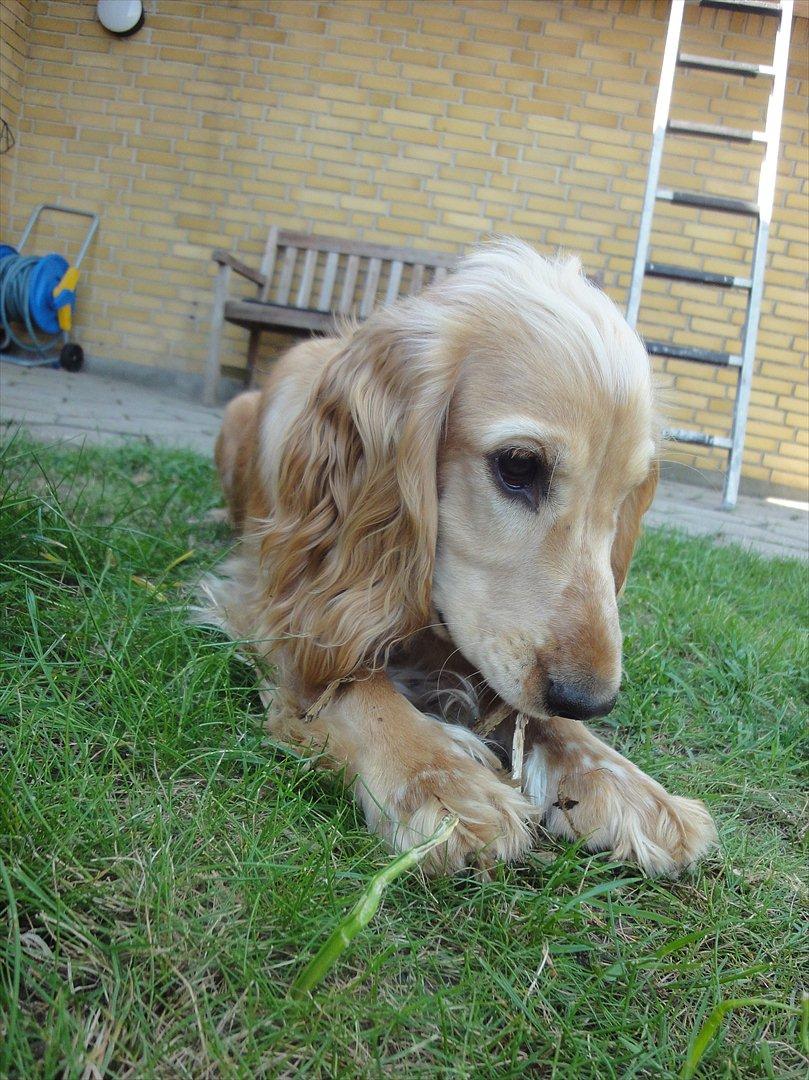 Cocker spaniel Wilma I: - I am completely lost in you! billede 14