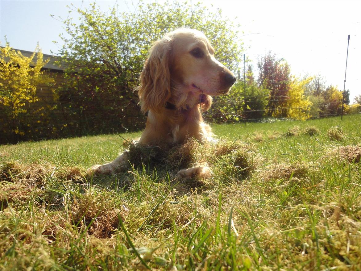 Cocker spaniel Wilma I: - love is like wind, you cant see it but you can feel it! billede 7