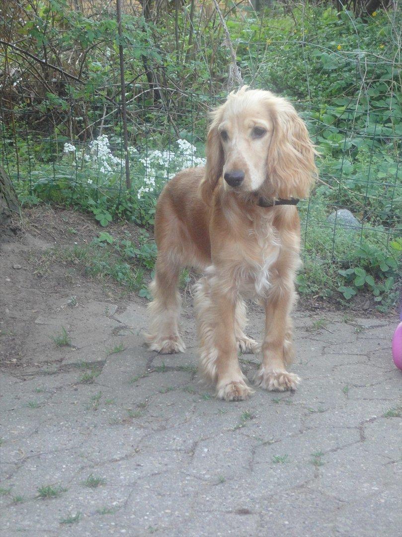 Cocker spaniel Wilma I: - you are simply the best, better than all the rest! billede 8