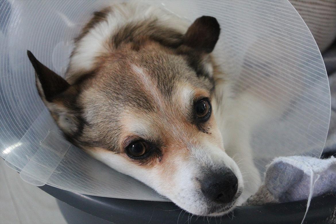 Norsk lundehund Ulfrigga Lundes Lunda - Lunda efter operation. 
2011 billede 19