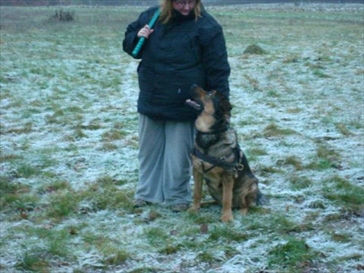 Blanding af racer Loke Rott/schæfer/norsk elg hund billede 16