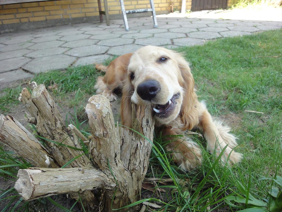 Cocker spaniel Wilma I: - 100% cocker gennem hele livet! billede 9