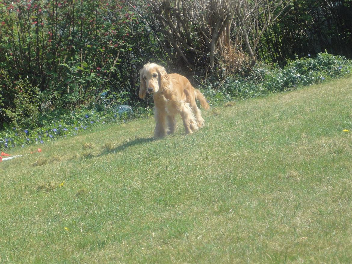 Cocker spaniel Wilma I: -  skøn er man vel altid! billede 10