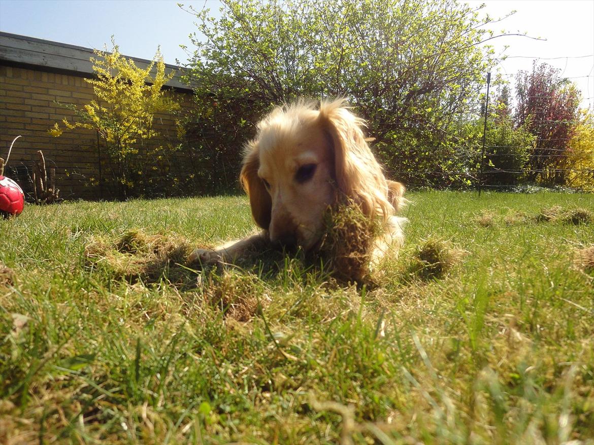 Cocker spaniel Wilma I: billede 11