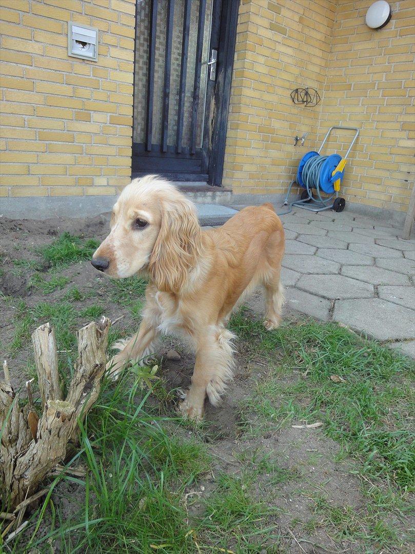 Cocker spaniel Wilma I: billede 12