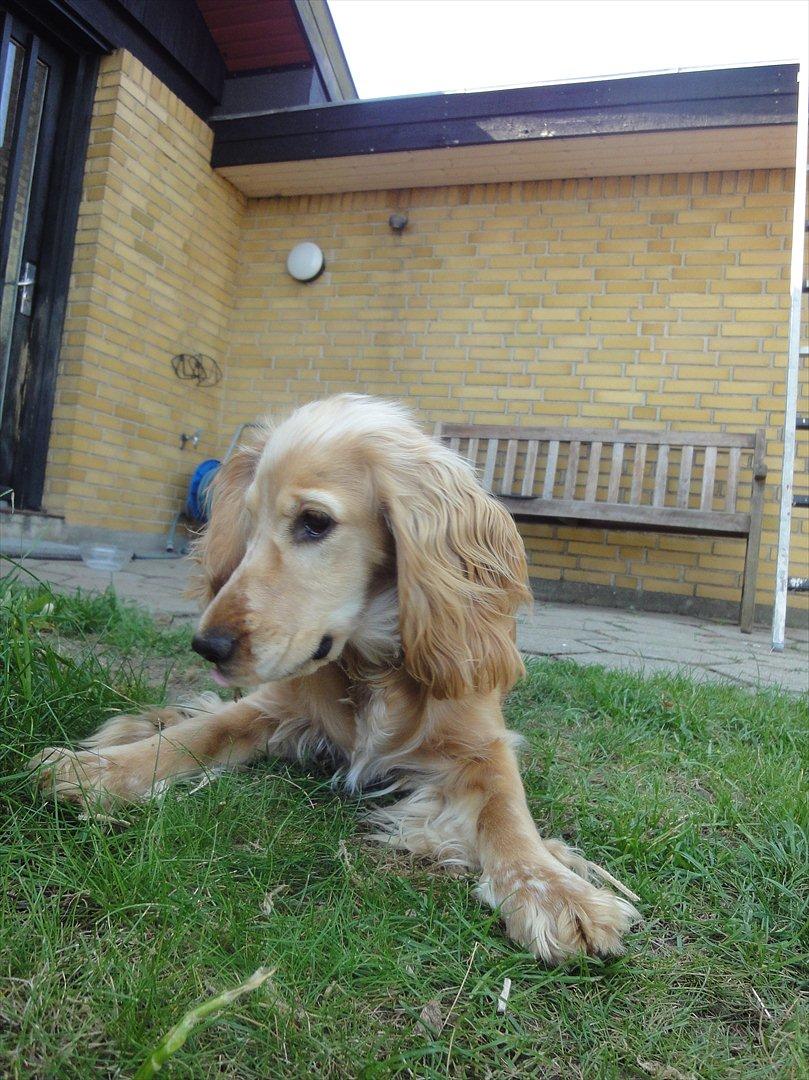 Cocker spaniel Wilma I: billede 13