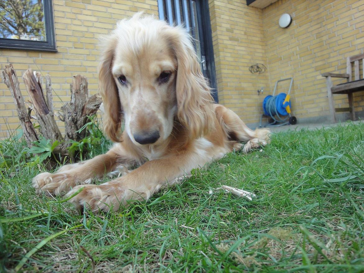 Cocker spaniel Wilma I: - tak for besøget, smid en kommentar og bedømmelse inden du går! :) billede 20