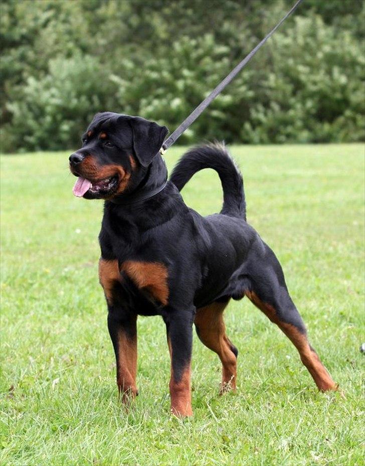 Rottweiler Heitahs Uno - Heitah`s Uno da han var 8 måneder gammel billede 1