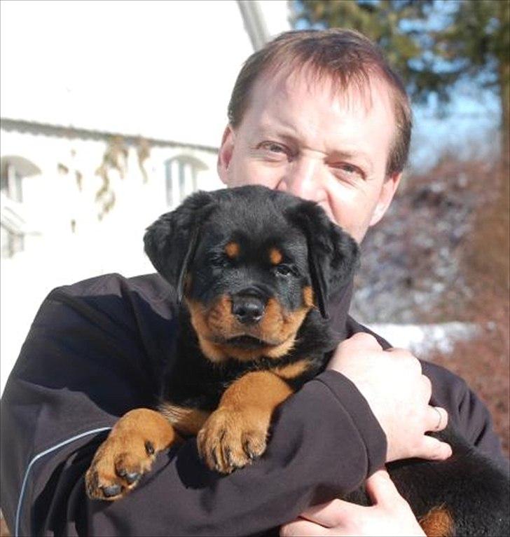 Rottweiler Heitahs Uno - da vii hentede Uno , 8 uger gammel billede 2