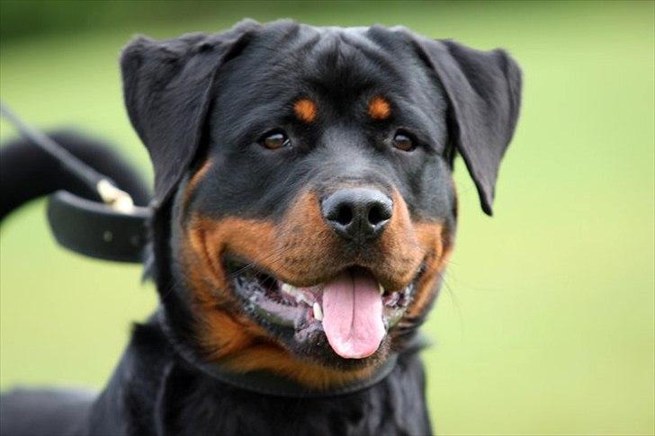 Rottweiler Heitahs Uno - Heitah`s Uno 8 måneder gammel billede 3