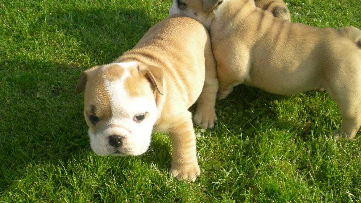 Engelsk bulldog Karla von go go - Nyder det dejlige vejr billede 1