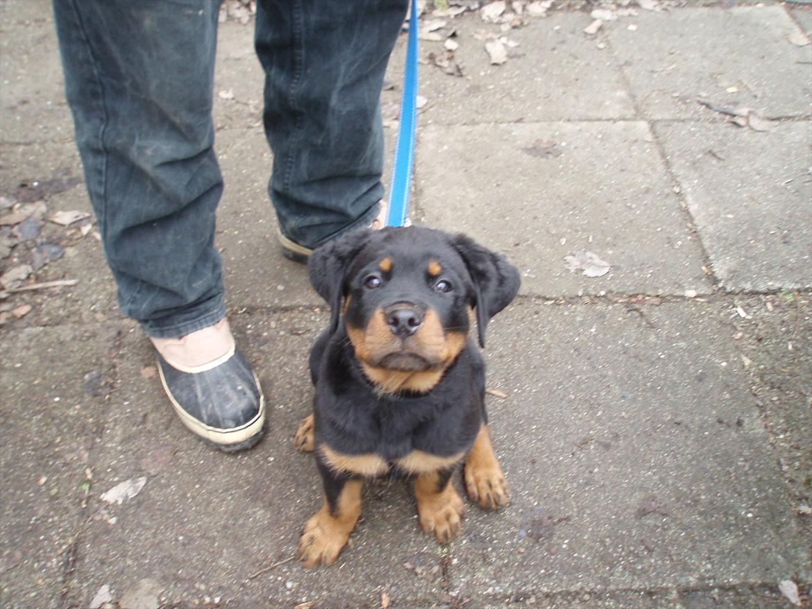 Rottweiler Heitahs Uno - Uno 10 uger gammel billede 4