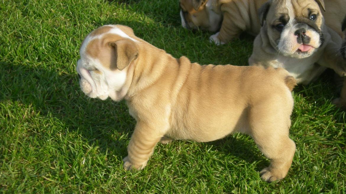 Engelsk bulldog Karla von go go - hvad skuer mit buller-øje......??? billede 2