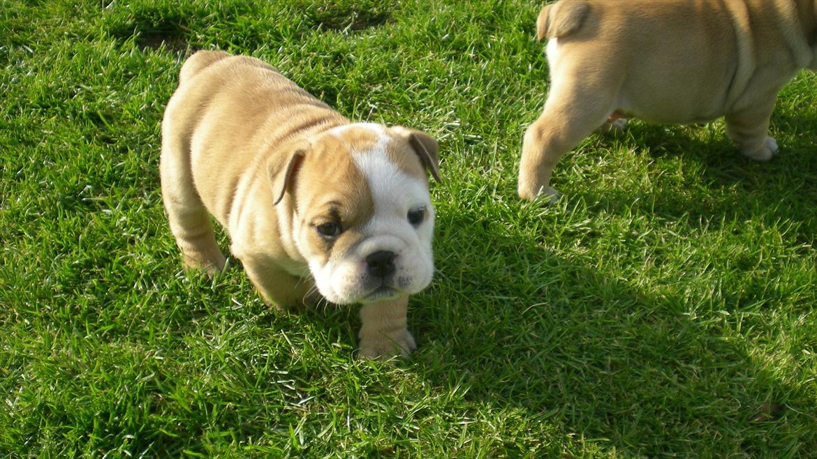 Engelsk bulldog Karla von go go - Ja ja.. jeg løber let og Elefant billede 3