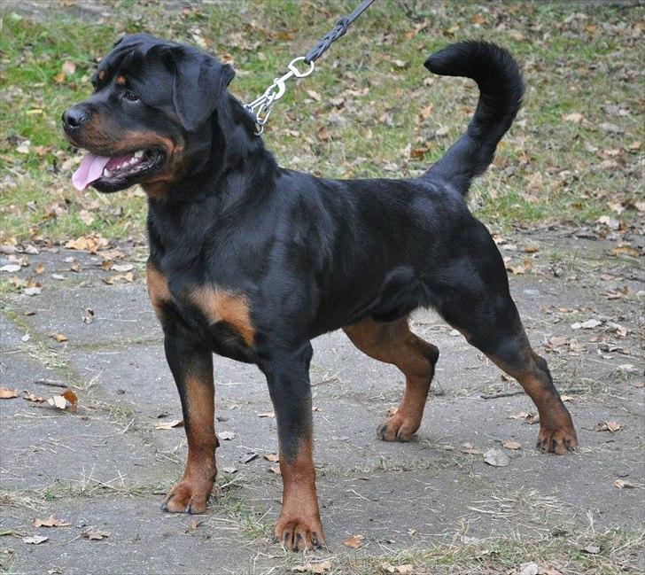 Rottweiler Heitahs Uno - Heitah`s Uno 21 måneder billede 5