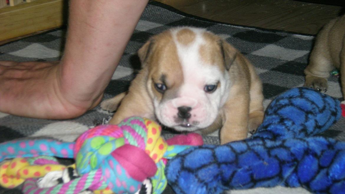 Engelsk bulldog Karla von go go - Tænker på min mor....  billede 4