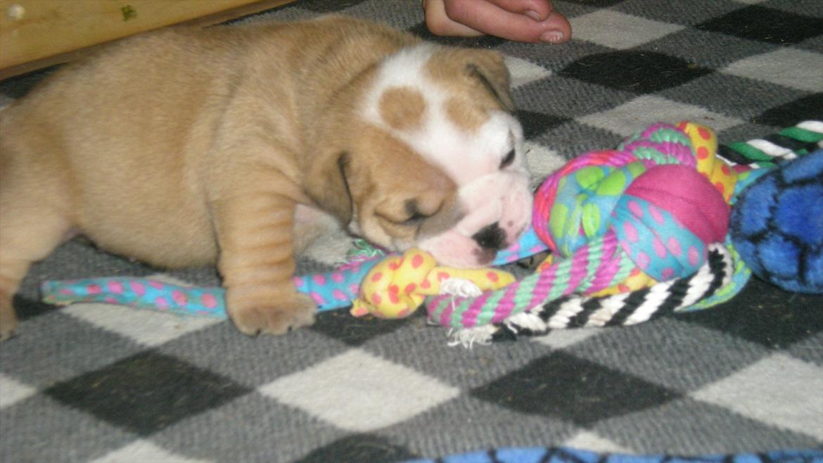 Engelsk bulldog Karla von go go - Gumle gnaske.....  billede 5