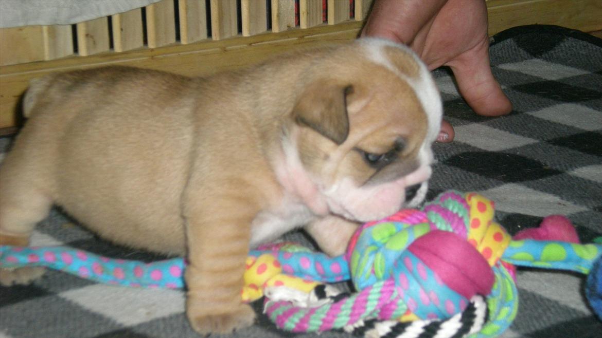 Engelsk bulldog Karla von go go - Hmm.. Hvordan ødelægger jeg bedst dig??? billede 6