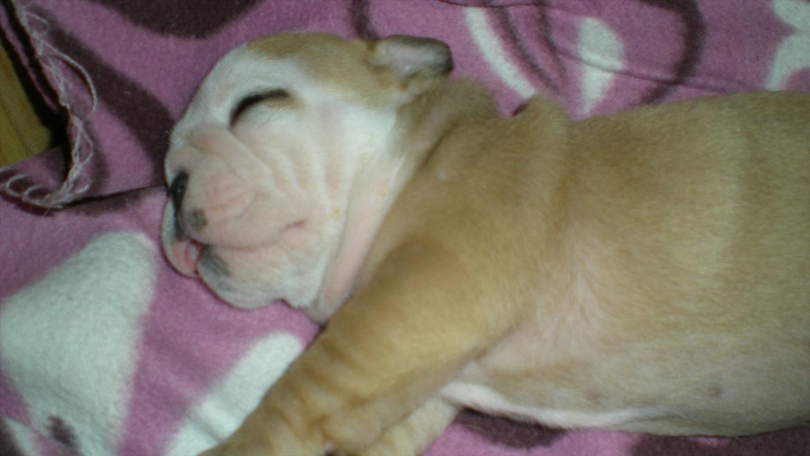 Engelsk bulldog Karla von go go - Zzzzzzzzz... billede 7