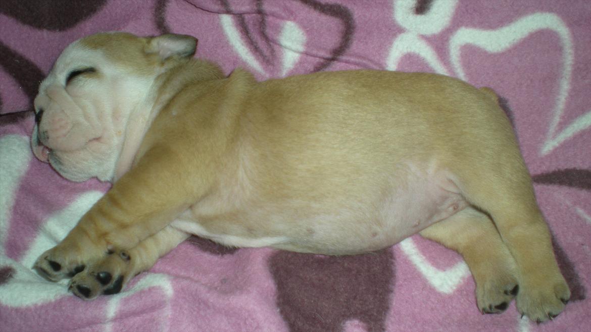 Engelsk bulldog Karla von go go - hvem sagde skønhedssøvn??? billede 8