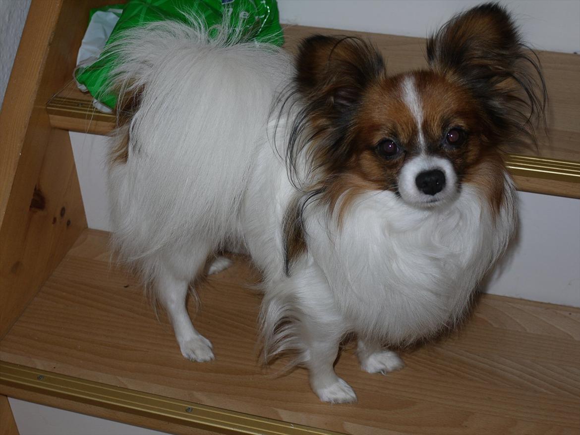 Papillon High Fly Zibo billede 11