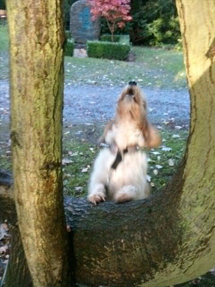 Petit basset griffon wendéen Wilma - Aauuu.. et egern billede 17