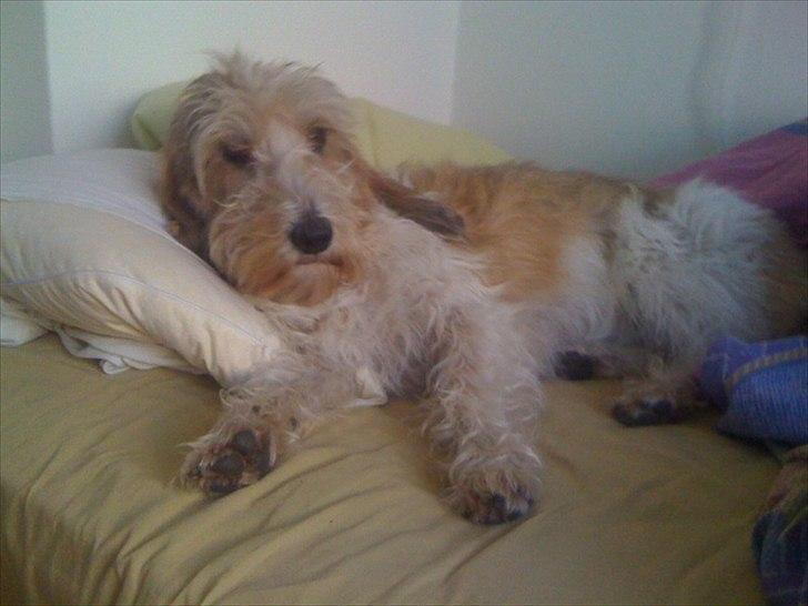 Petit basset griffon wendéen Wilma - "Du har da seriøst ikke tænkt dig, vi skal op nu vel...." billede 18