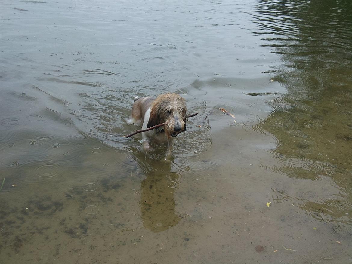 Petit basset griffon wendéen Wilma - Dejligt med en dukkert i en knap så ren sø.. billede 19